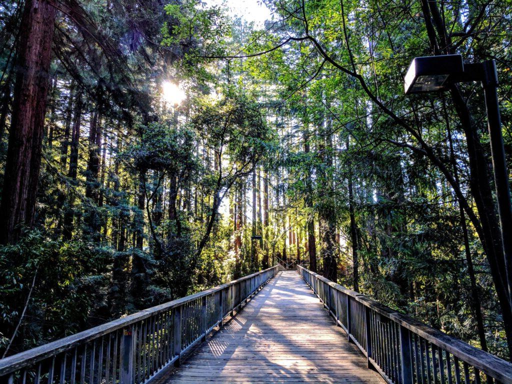 Wooden bridge in the forest.