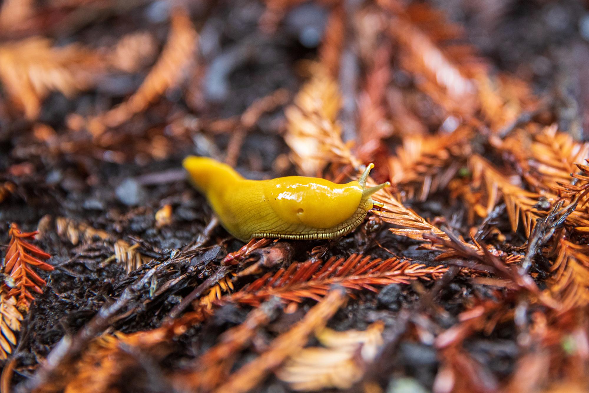 real banana slug slithering along the forest floor.