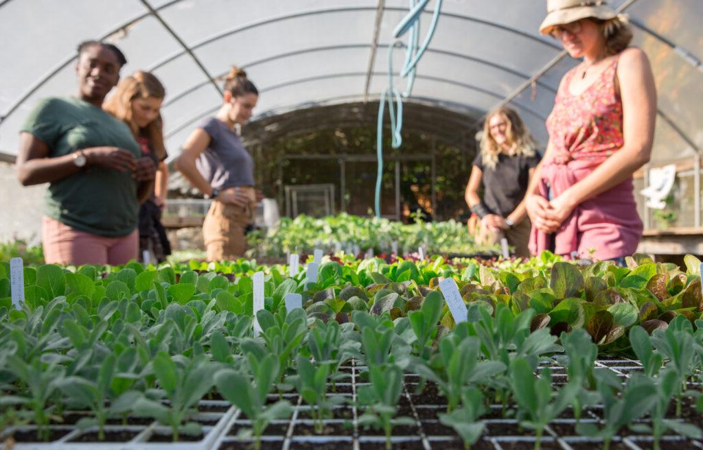 Greenhouse at the Chadwick Garden with students tending to new plants.